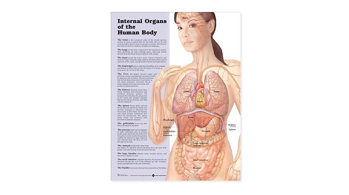 Internal Organs Anatomical Chart for Medical & Educational Use