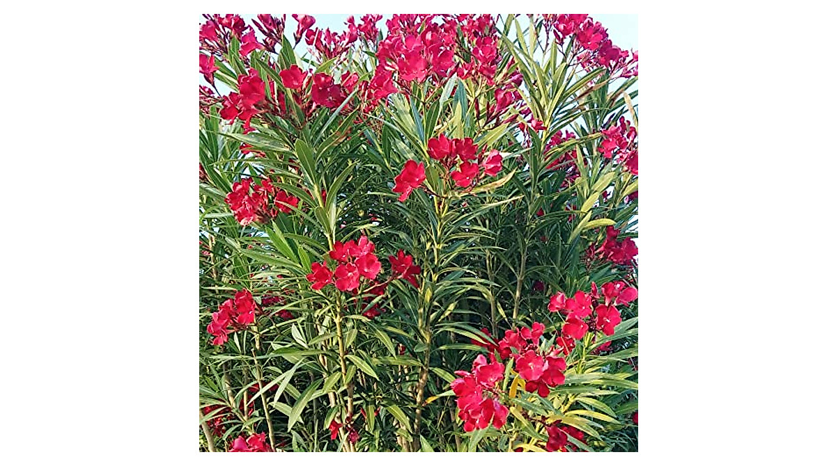 hardy-red-oleander-seeds-drought-salt-tolerant-evergreen-shrub