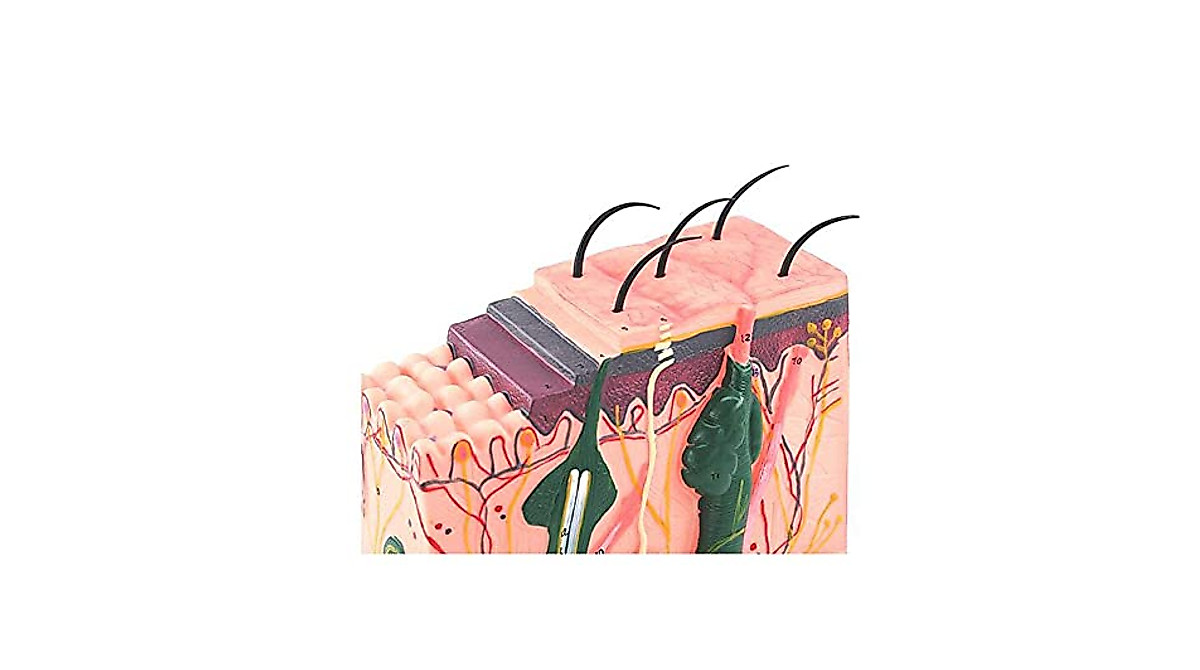 Enlarged Human Skin Anatomy Model for Education