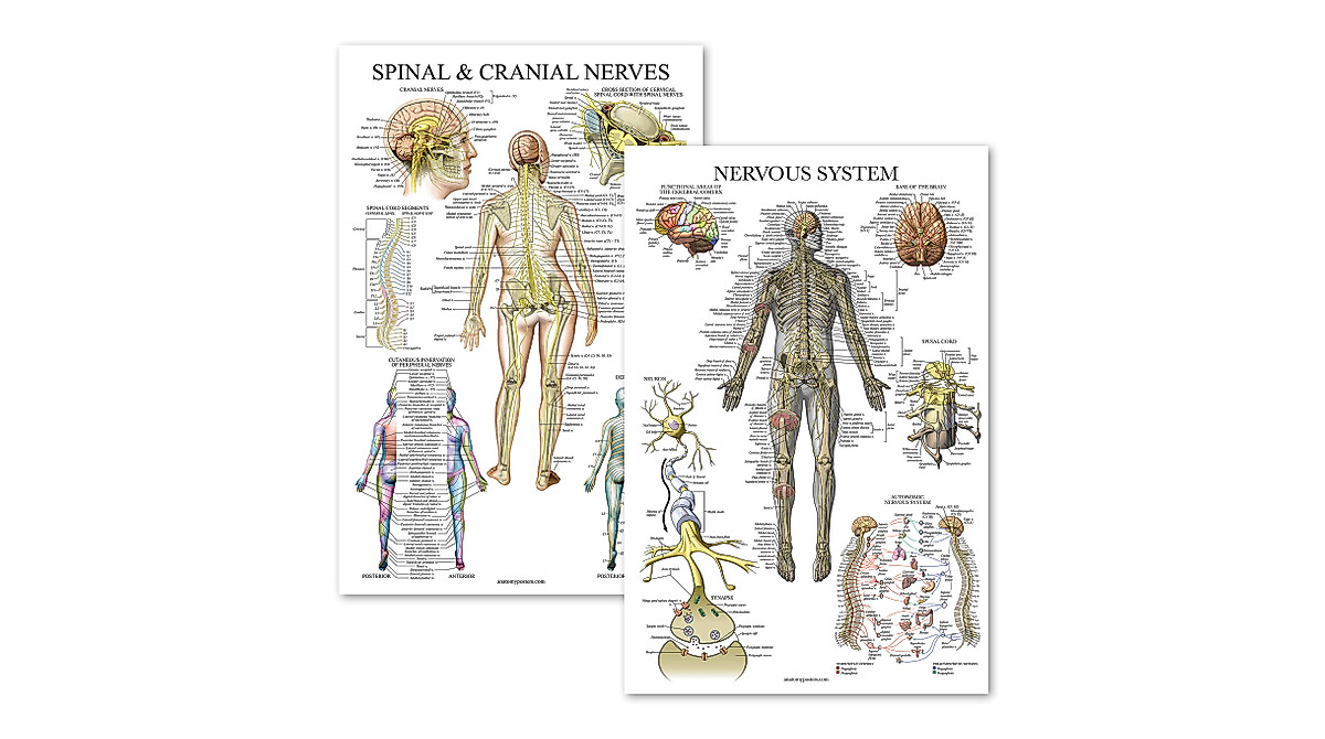 Palace Learning 2 Pack Anatomy Posters - Spinal Nerves & Nervous System