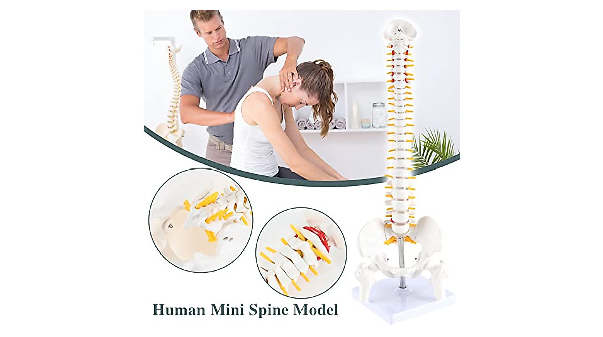 RONTEN Mini Spine Model - Ideal for Education & Display