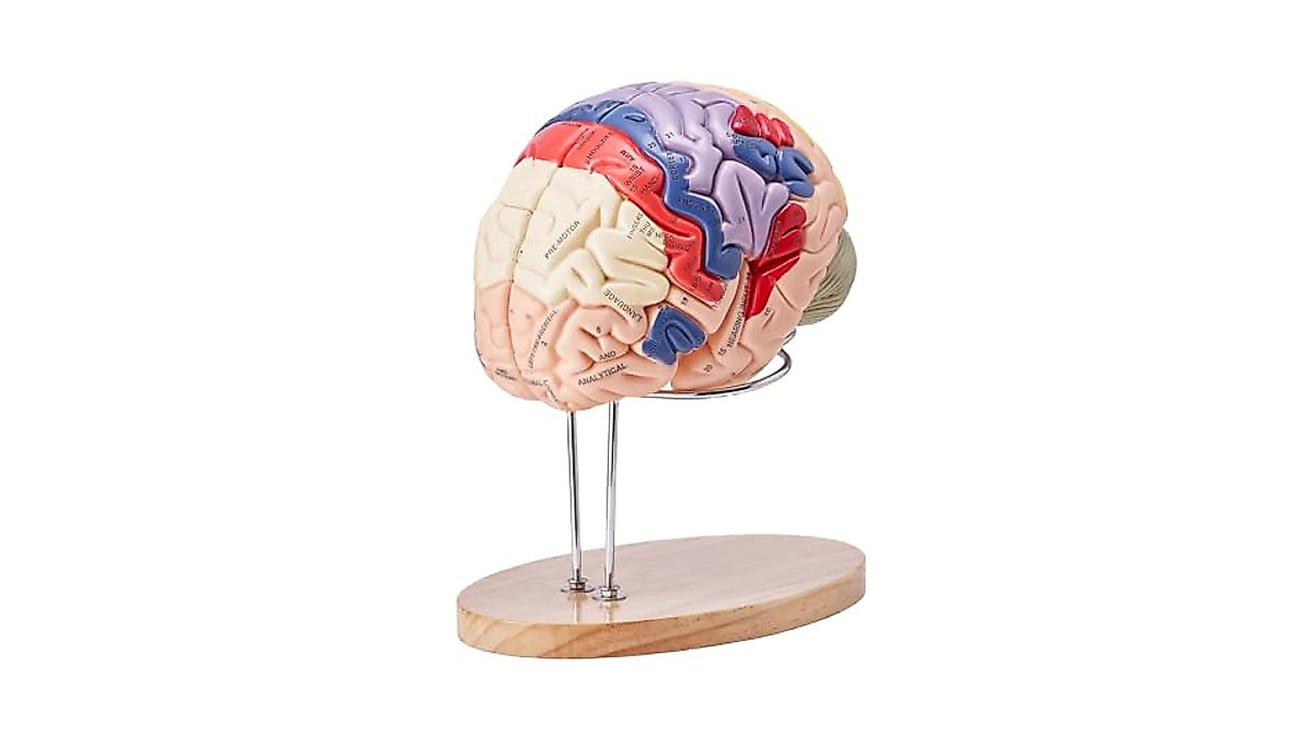 Human Brain Model 9-Part Life Size Anatomy Tool for Education