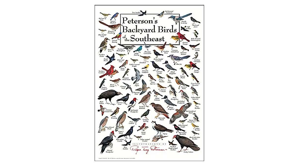 Earth Sky & Water Bird Poster - Southeastern Backyard Birds Guide