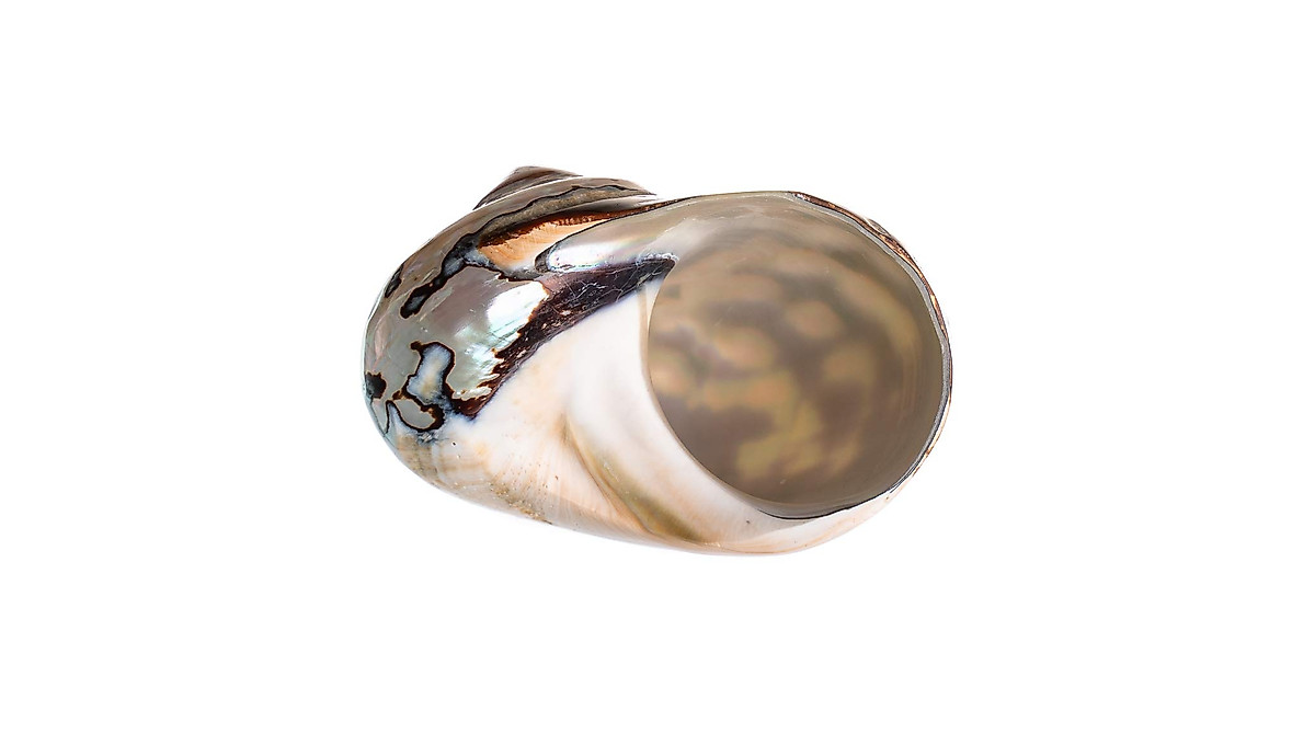 African Turbo Shells for Hermit Crabs – Nautical Décor