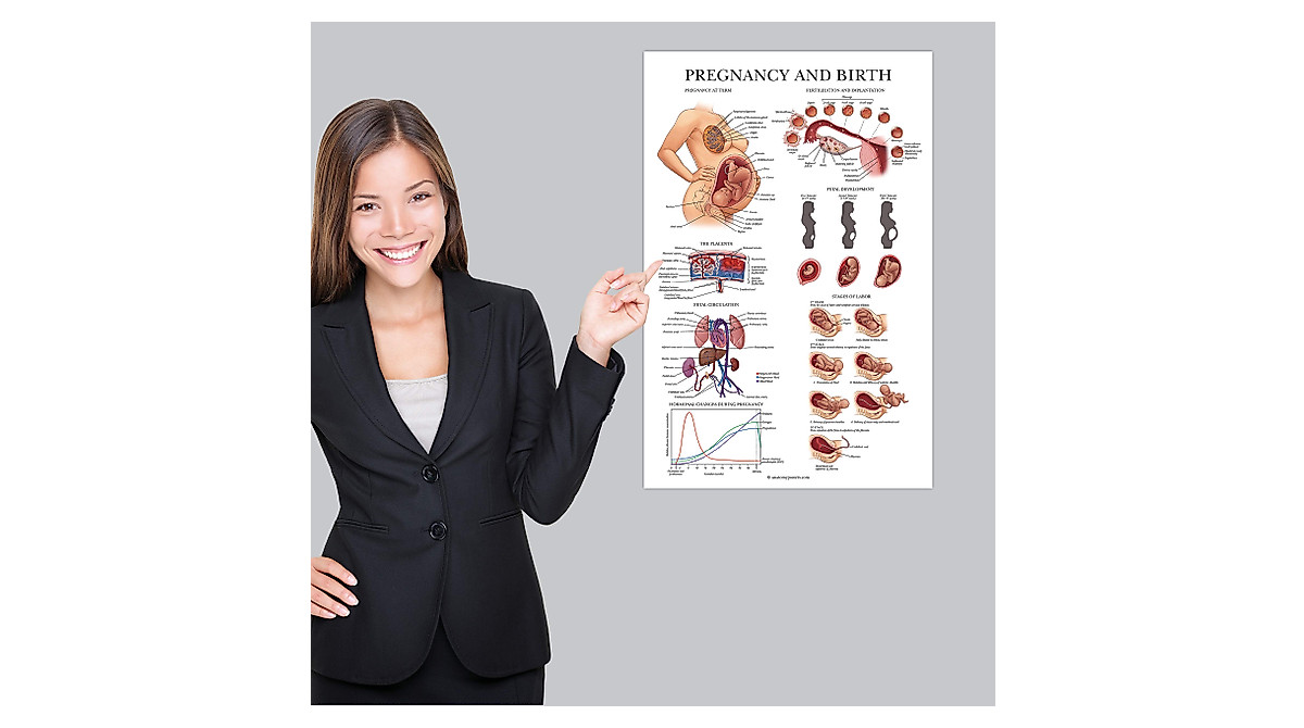 Female Reproductive & Pregnancy Anatomy Posters Set | Durable Learning ...