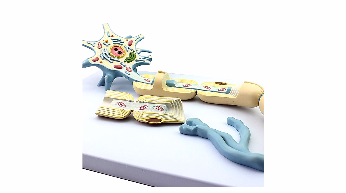 Neural Anatomy Model - Enlarged Neuron Cell Body & Nerve Fibers for ...