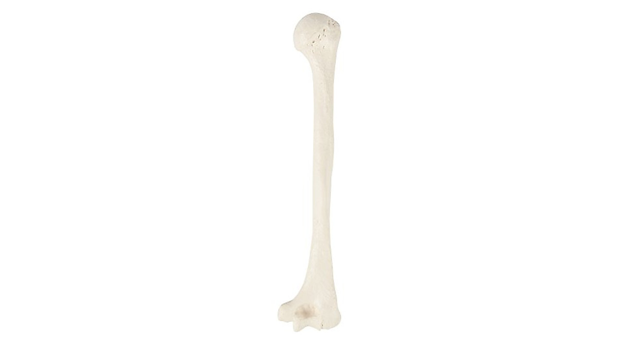 Humerus Bone Model - Realistic Human Anatomy Replica for Study