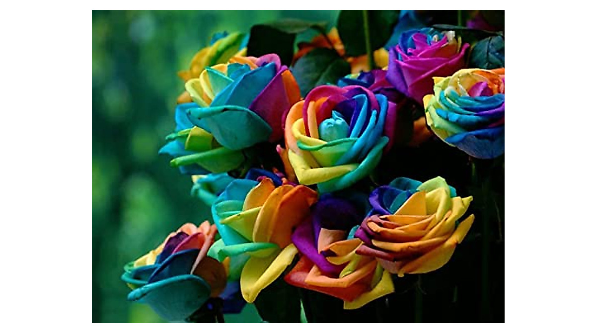 200+ Mixed Rose Seeds for Garden - 16 Varieties with 90% Germination