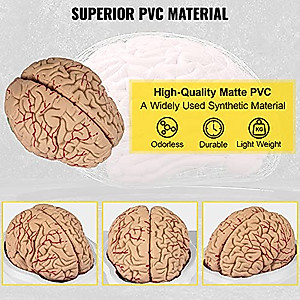 VEVOR Human Brain Model - 9-Part Anatomy Tool