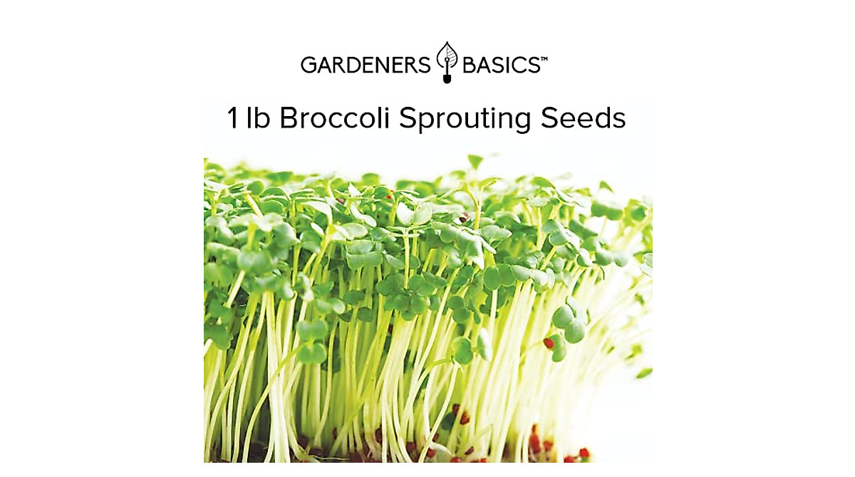 Buy Broccoli Seeds for Sprouting & Microgreens | Non-GMO, Heirloom, Bulk