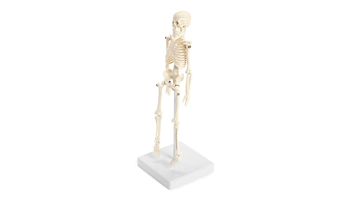 Mini Human Skeleton Model - 8.6" Desktop Anatomy Study Tool
