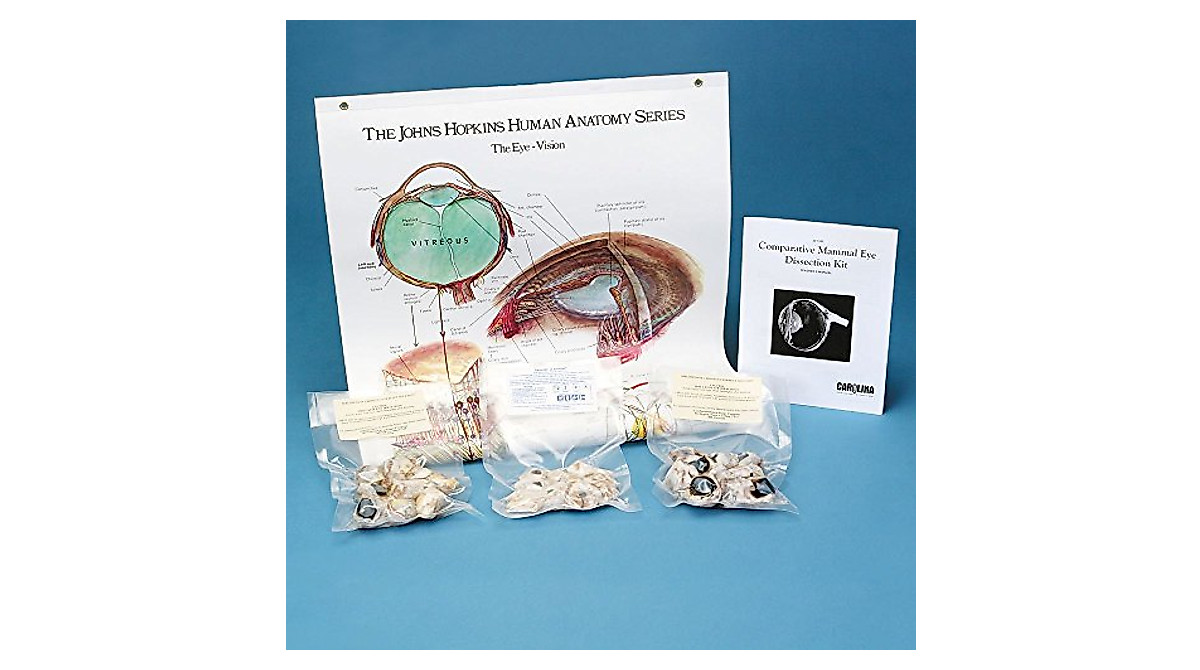 Comparative Mammalian Eye Dissection Kit - Ideal for Education