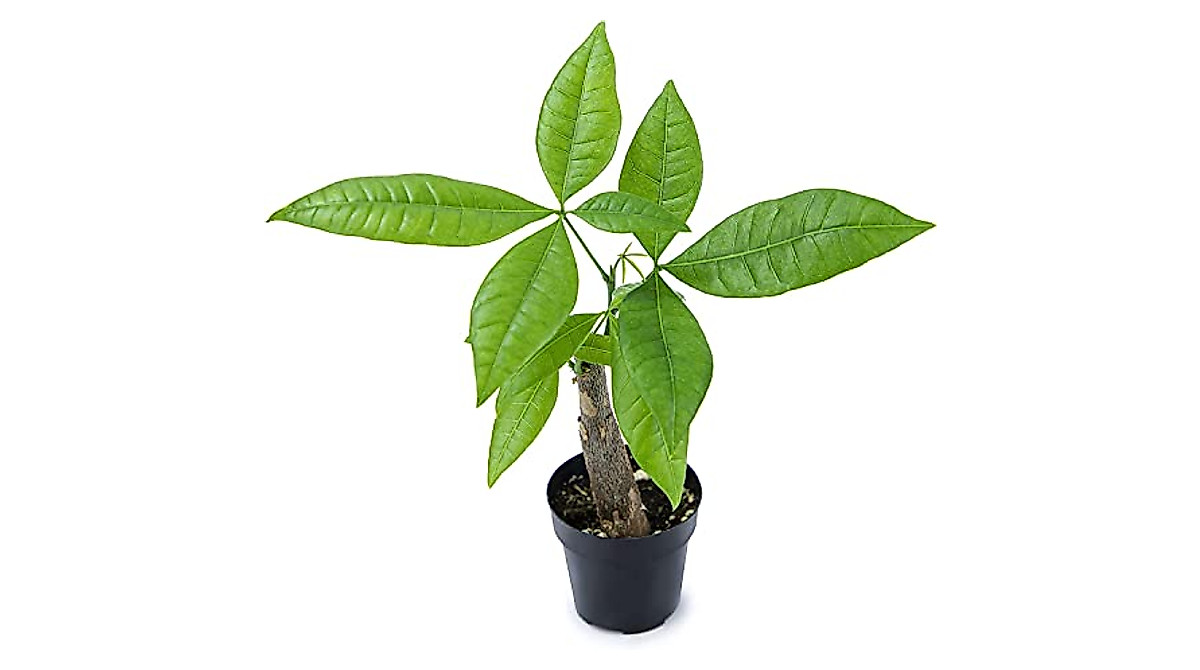 Live Money Tree Plant - Prosperity & Feng Shui Indoor Plant