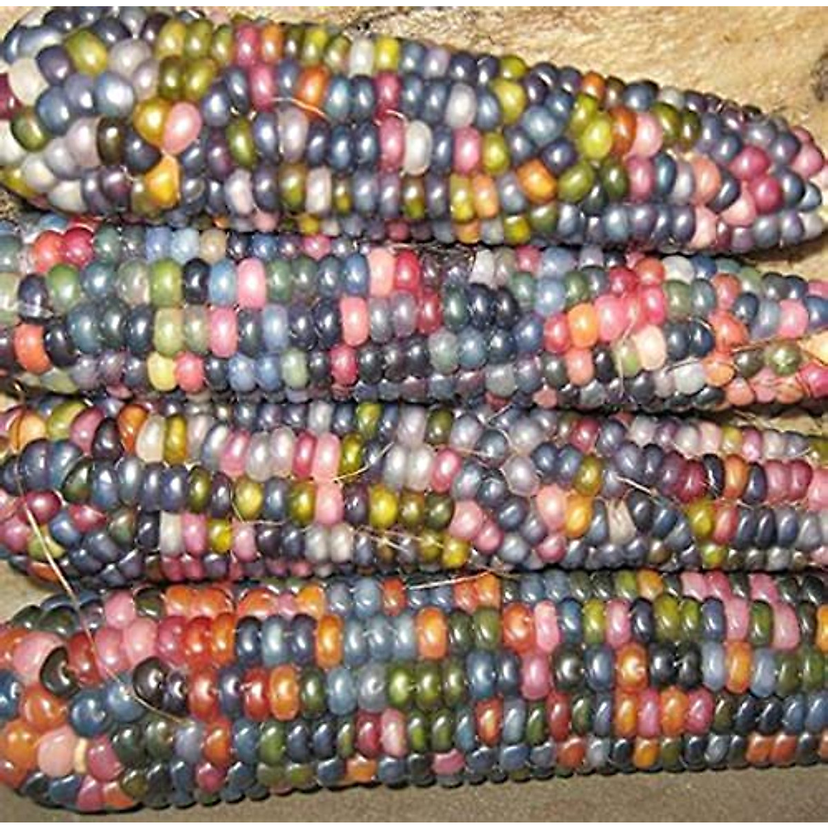 Colorful Indian Corn Seeds for Autumn Decor