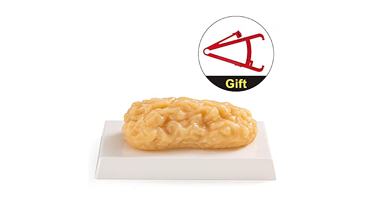 Ultrassist 1lb Human Body Fat Model for Fitness Students