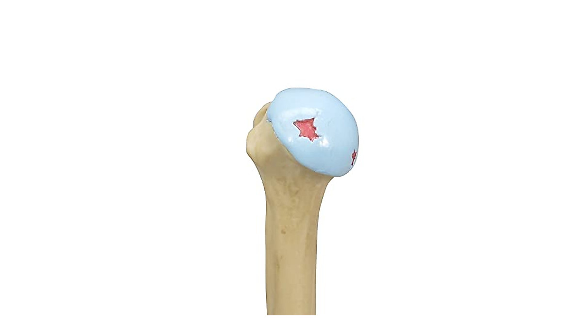 GPI Anatomicals Shoulder Joint Model | Patient Education Tool