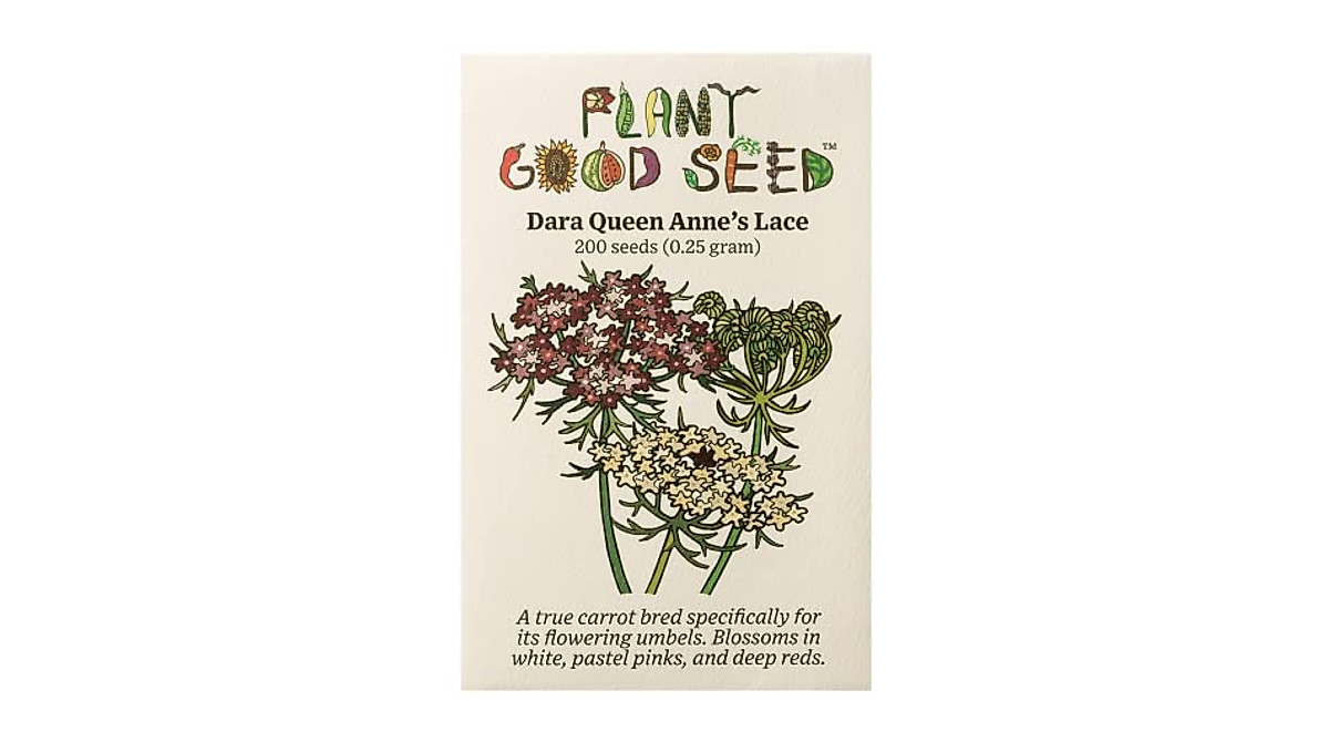 Queen Anne S Lace Seeds