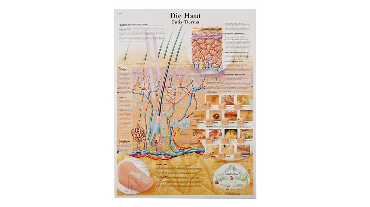 3B Scientific Skin Anatomical Chart - Glossy Poster