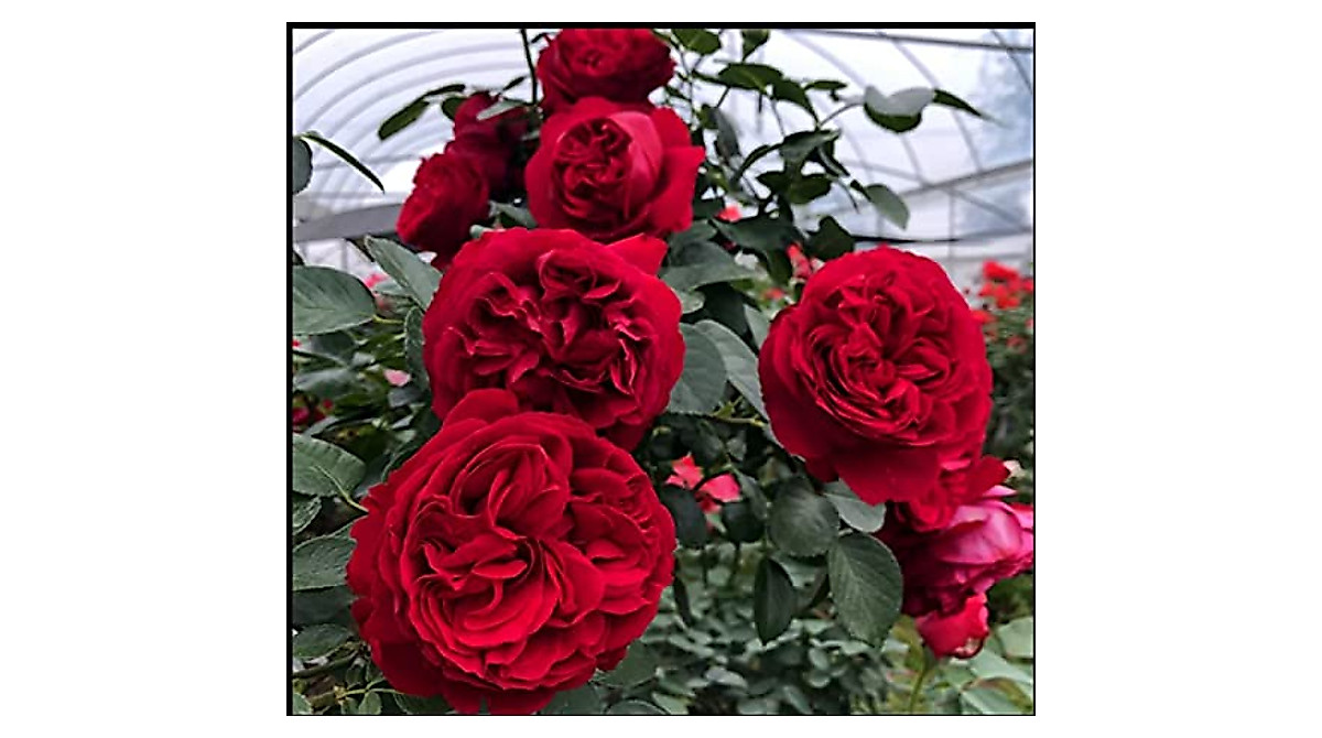 Rare Red Climbing Rose Seeds - Vibrant Garden Flower Plant