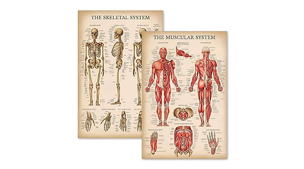 Vintage Anatomy Posters - Muscular & Skeletal System