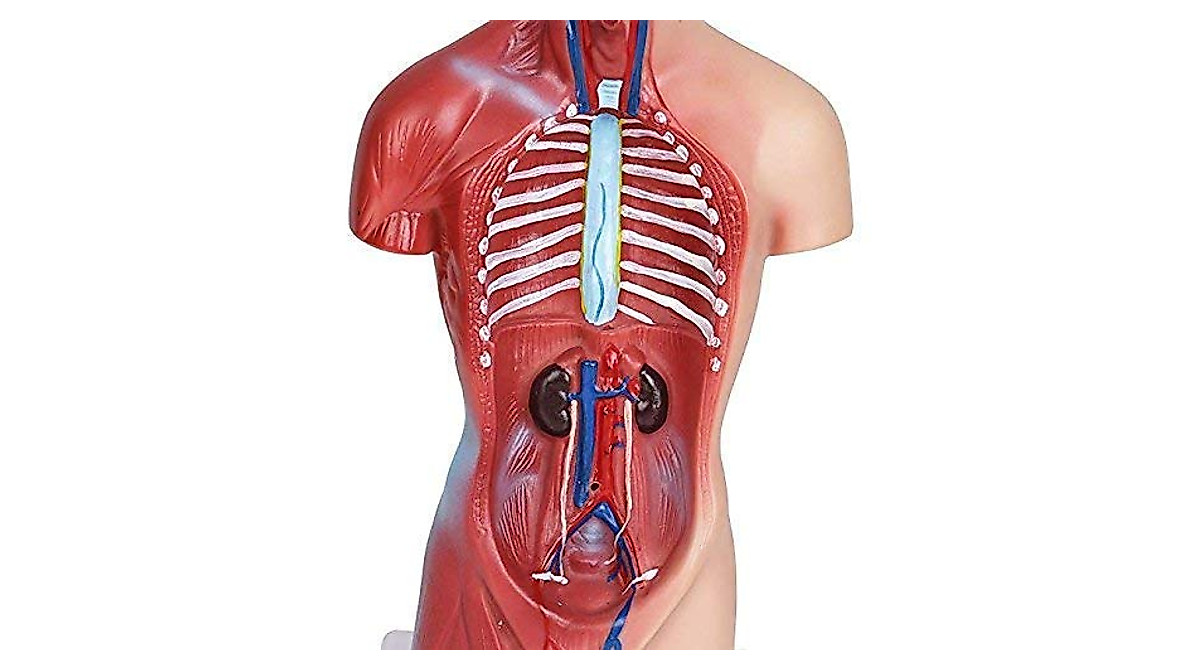 Human Torso Anatomy Model for Medical Education