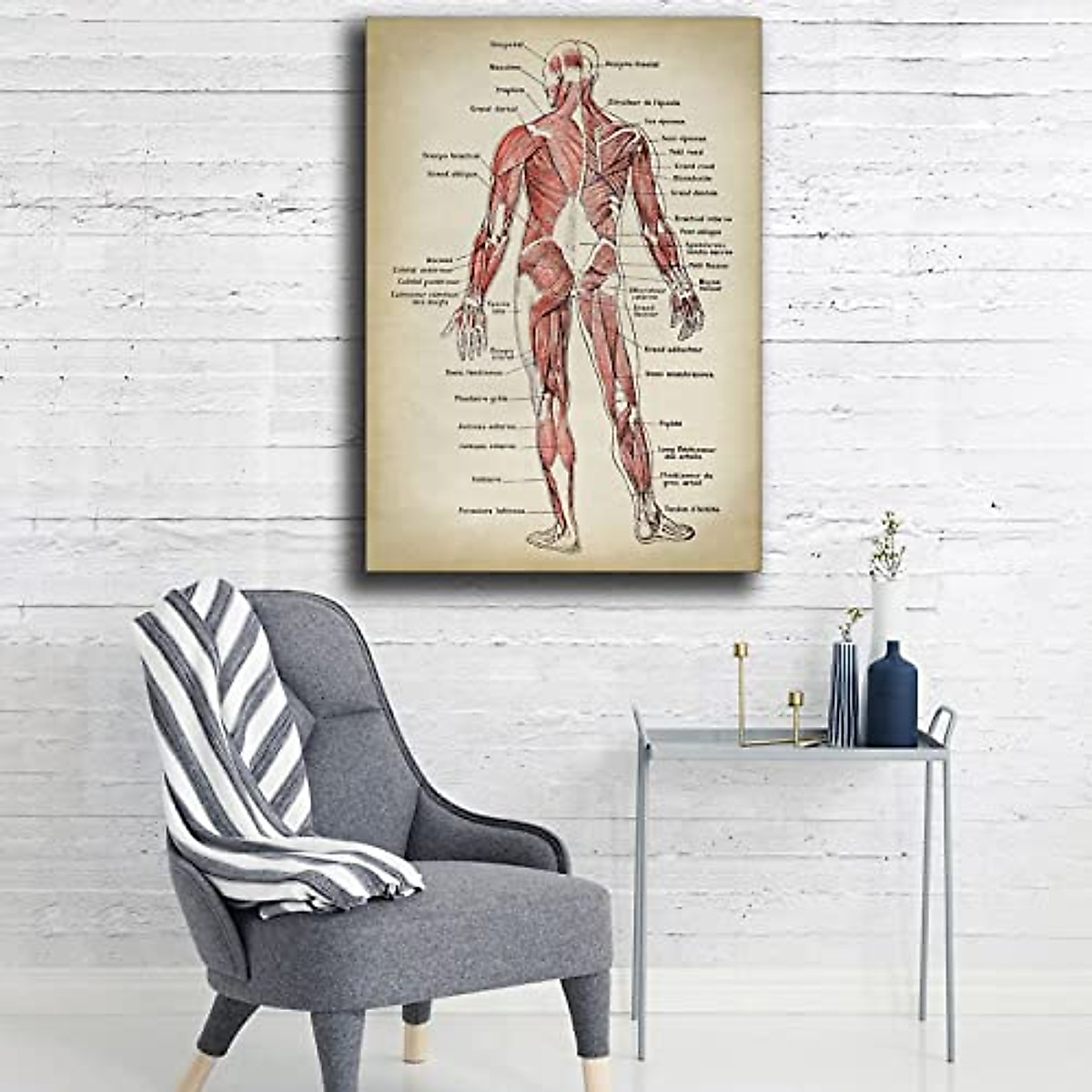 Anatomy Print - Muscular System Chart Canvas Art
