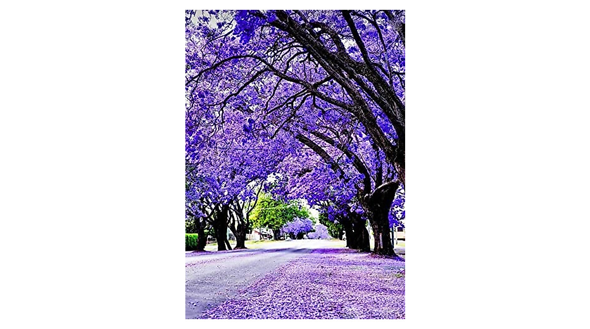 Purple Jacaranda Seeds - Grow Stunning Tropical Trees from Seed