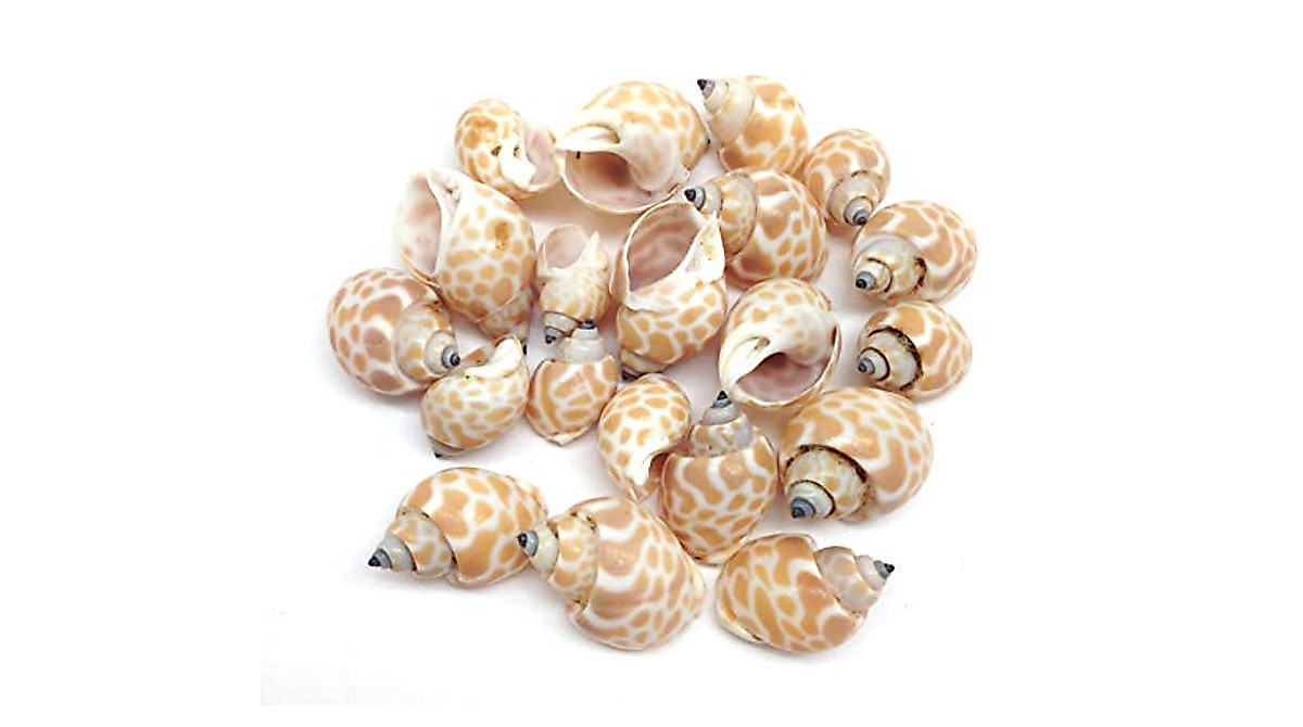 PEPPERLONELY Small Hermit Crab Sea Shells - 20 Pieces for Crafts