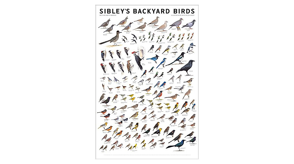 Backyard Birds Chart Poster 24x36 by Sibley | Water-Resistant & Framed