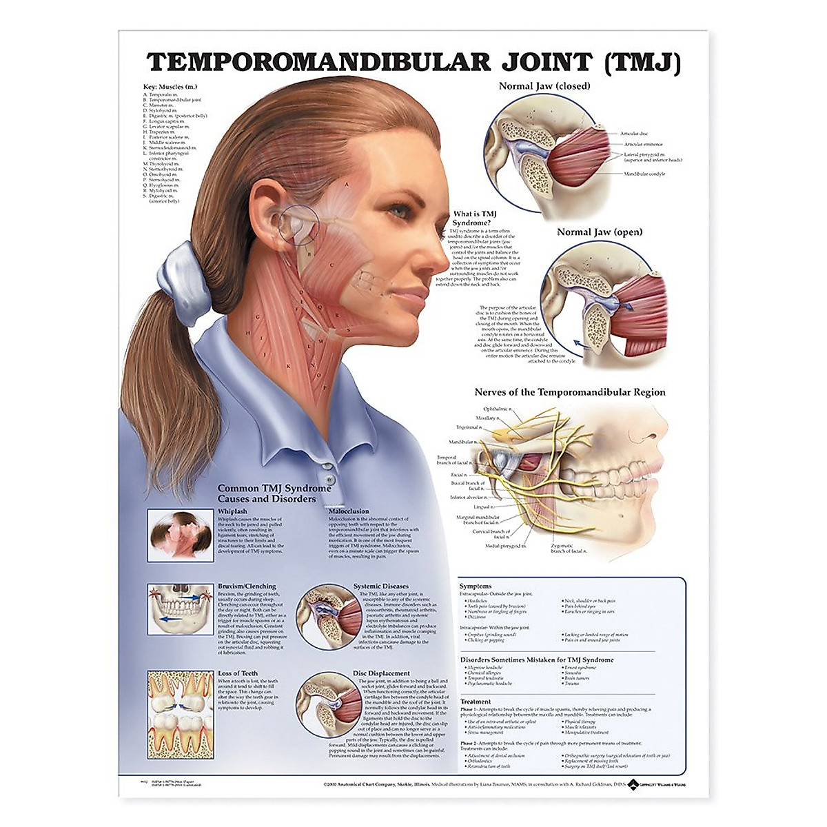 TMJ Anatomical Chart | Detailed Jaw & TMJ Syndrome Guide