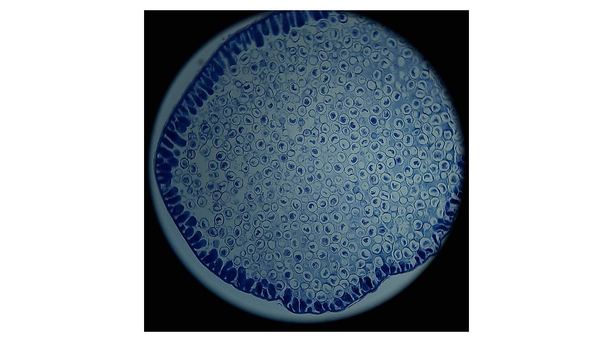 Prepared Animal & Plant Cell Microscope Slides Set for Biology Class