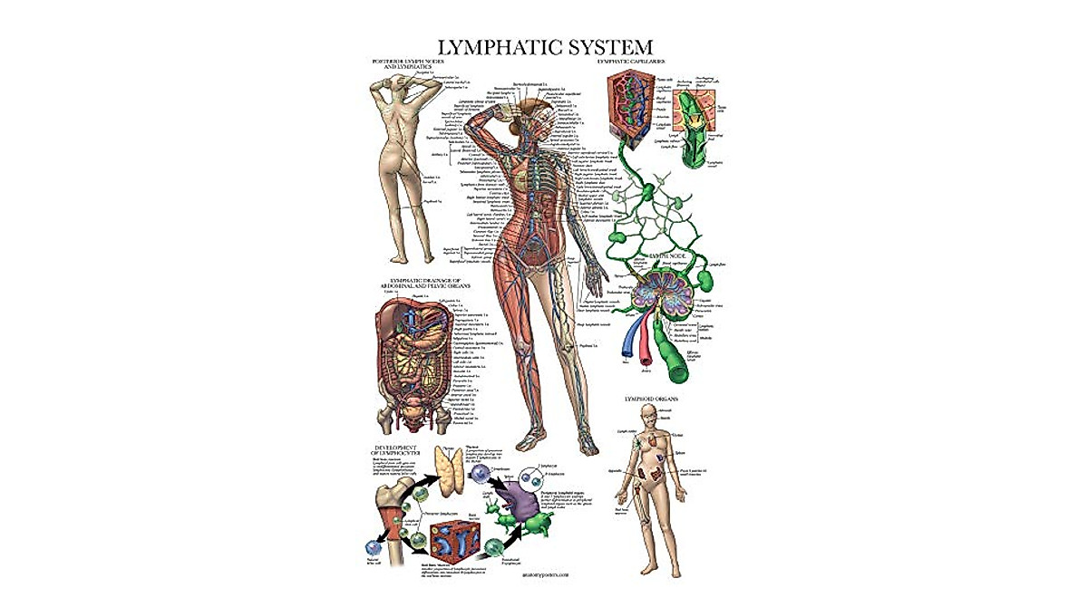 Anatomy Poster Set - Muscle, Skeleton & Lymphatic System