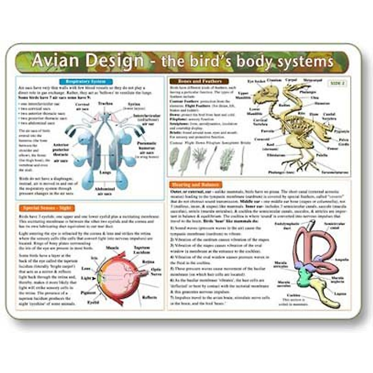 Bird Anatomy Chart - Learn Bird Body Systems | Kemah Avian Design