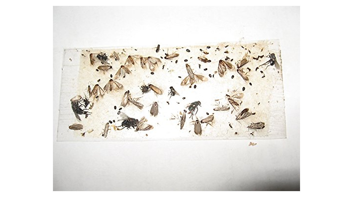 All Insect Fly Traps 70 Pk | Effective Sticky Strips for Bugs
