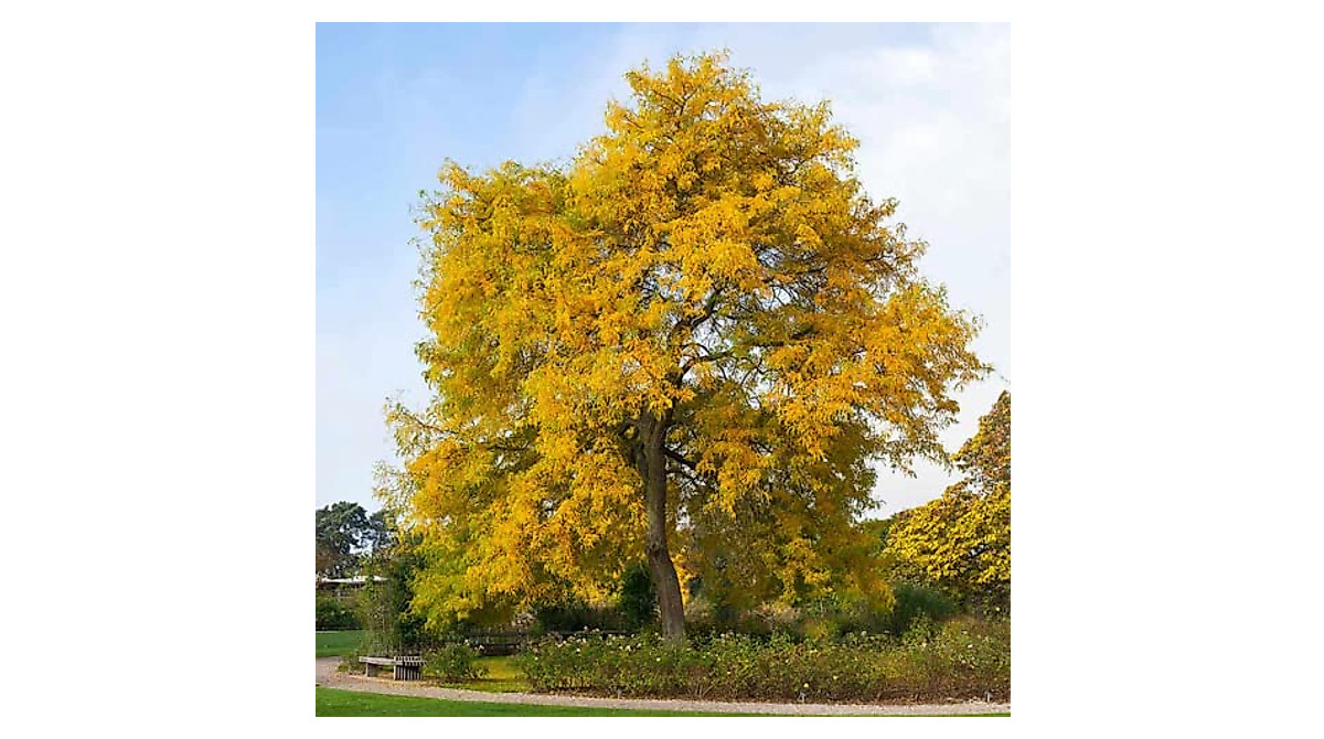 Grow Fast-Growing Honey Locust Trees | CHUXAY GARDEN Seeds