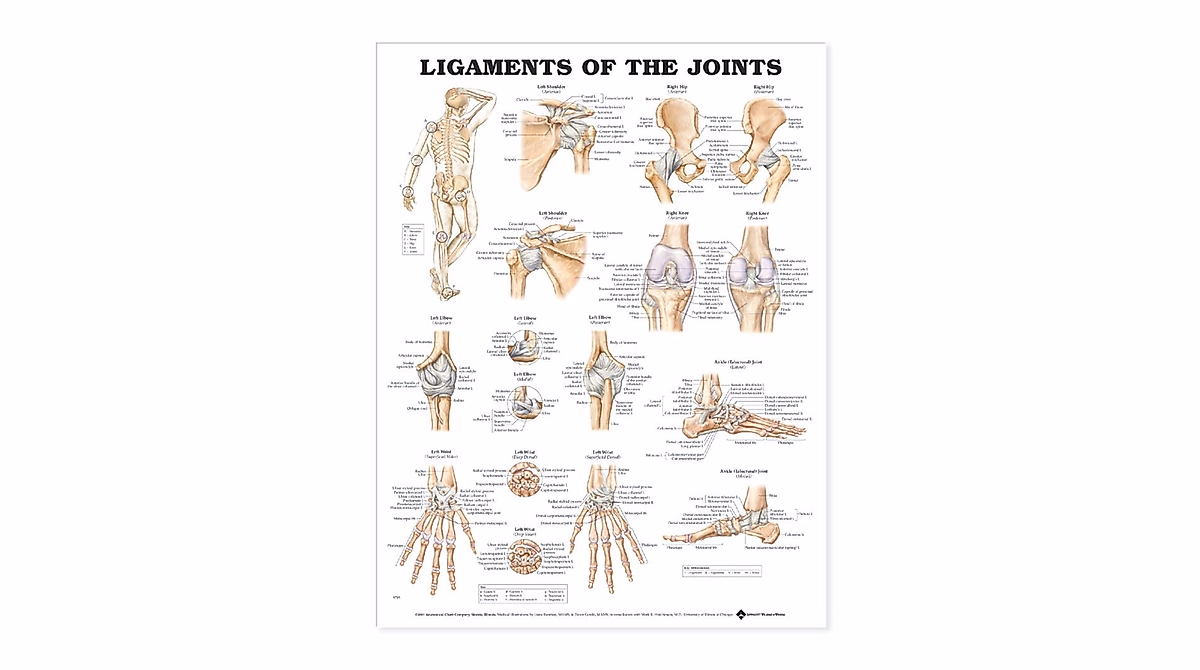 Ligaments of Joints Anatomical Chart - Detailed Human Anatomy Reference