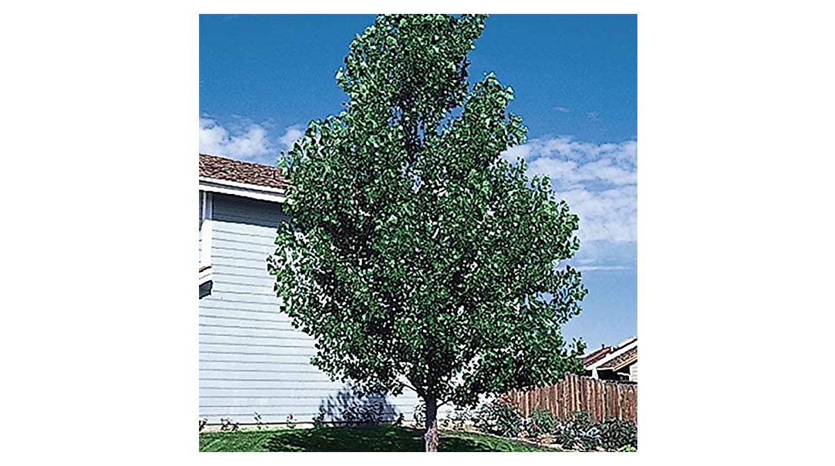 Fast-Growing Hybrid Poplar Tree Cuttings for Privacy & Shade