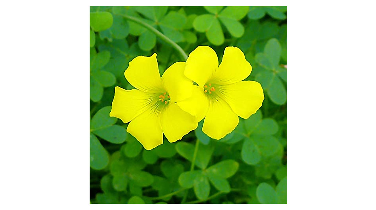 Grow Edible Yellow Wood Sorrel - Fast & Easy Garden Plant