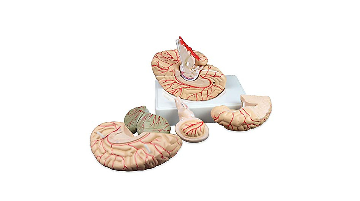 Life Size Human Brain Model with Arteries - 9 Parts