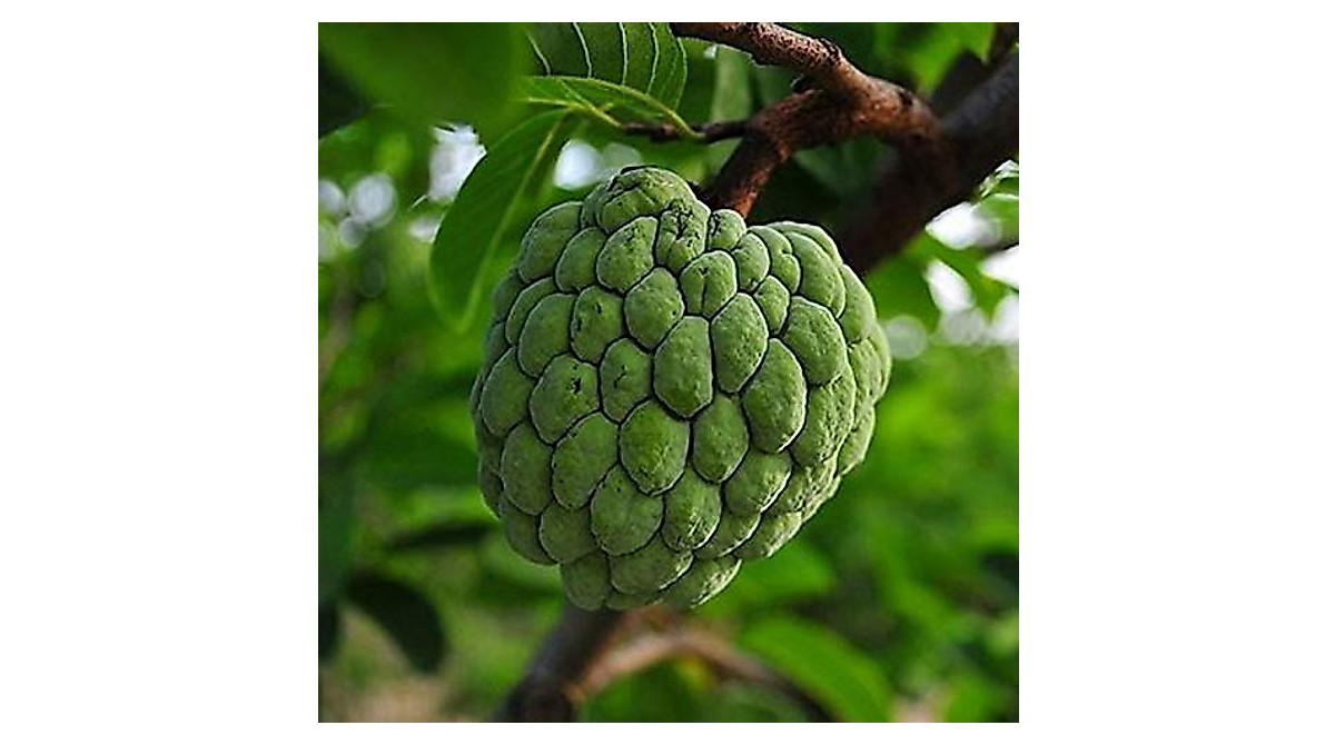 Grow Soursop Seeds - Exotic Tropical Fruit Tree for Your Garden