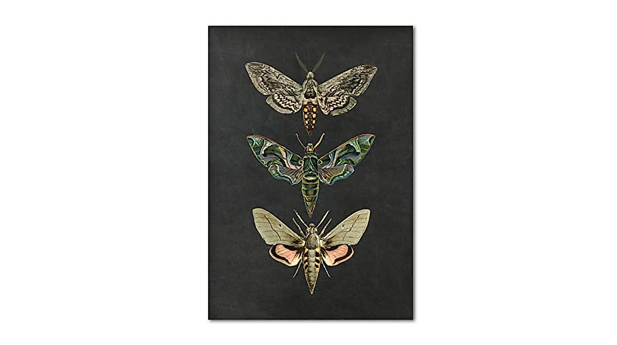 Moth Canvas Wall Art - Vintage Nature Insect Posters for Home Decor