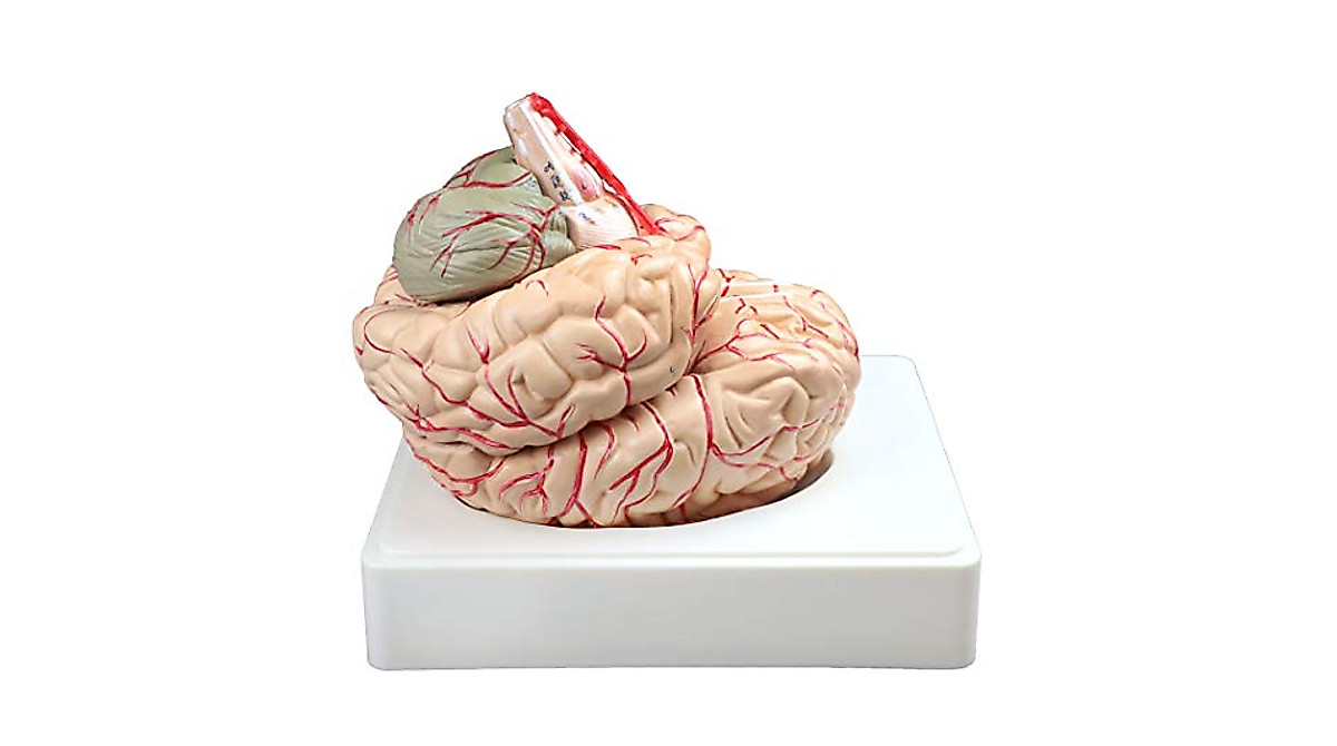 Life Size Human Brain Model with Arteries - 9 Parts