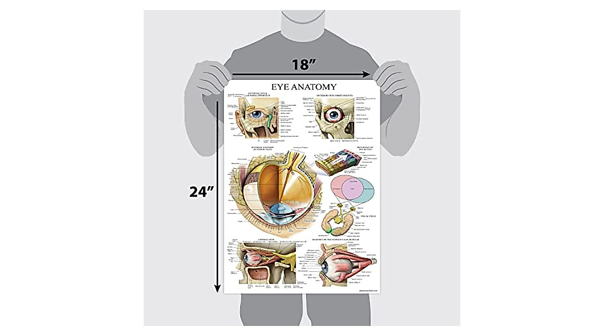 Eye Anatomical Poster - Durable Learning Chart