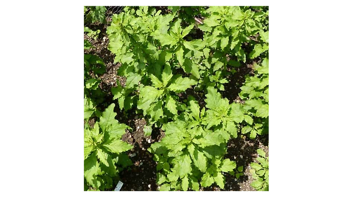 Grow Your Own Mexican Epazote: 300 Herb Seeds for Garden