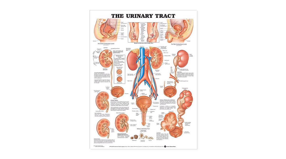 Urinary Tract Anatomical Chart - Detailed Medical Reference