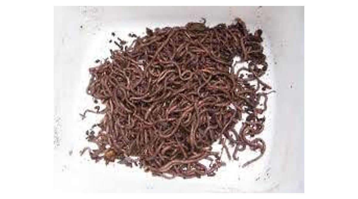 BESTBAIT European Nightcrawlers: Live Fishing &amp; Composting Worms