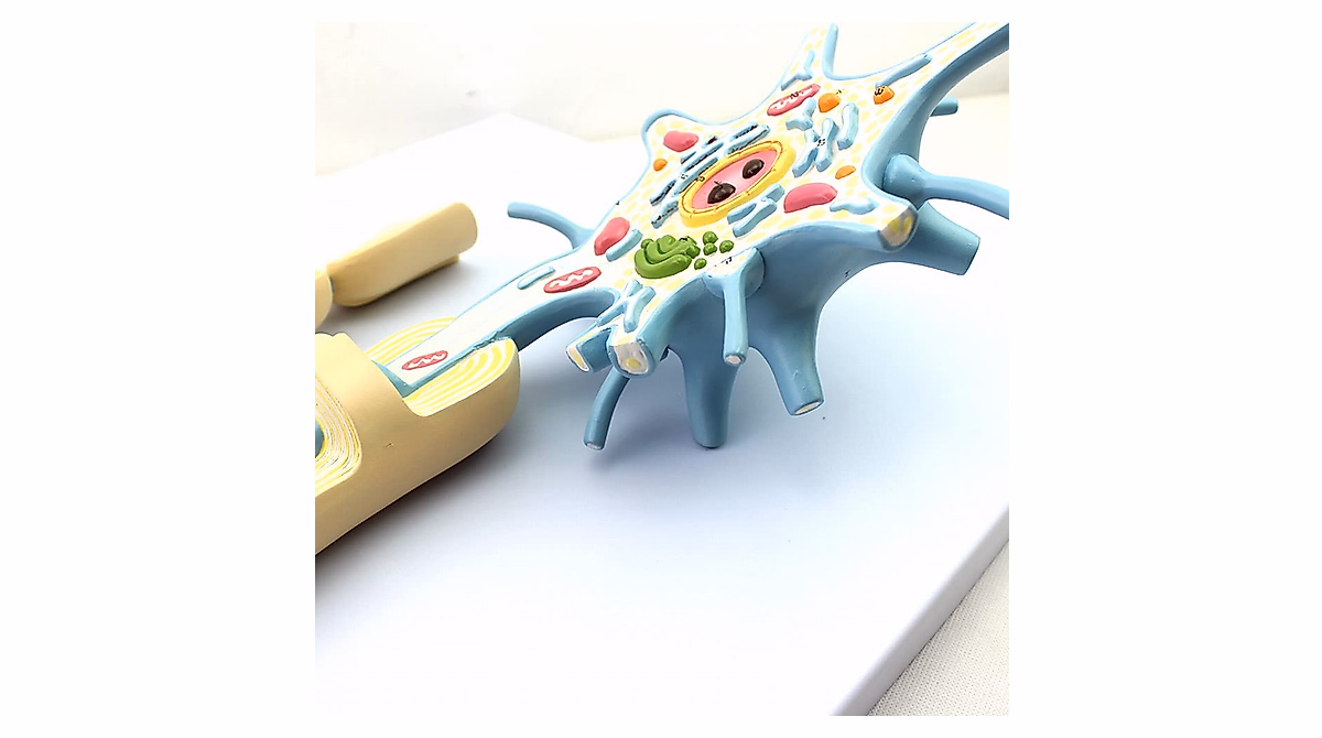 Neural Anatomy Model - Enlarged Neuron Cell Body & Nerve Fibers for ...