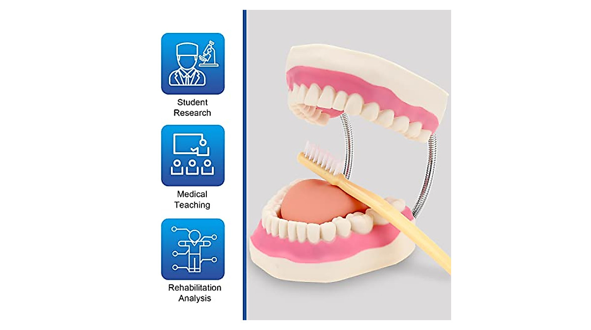 Giant Dental Demonstration Model - 6x Enlarged Human Oral Anatomy