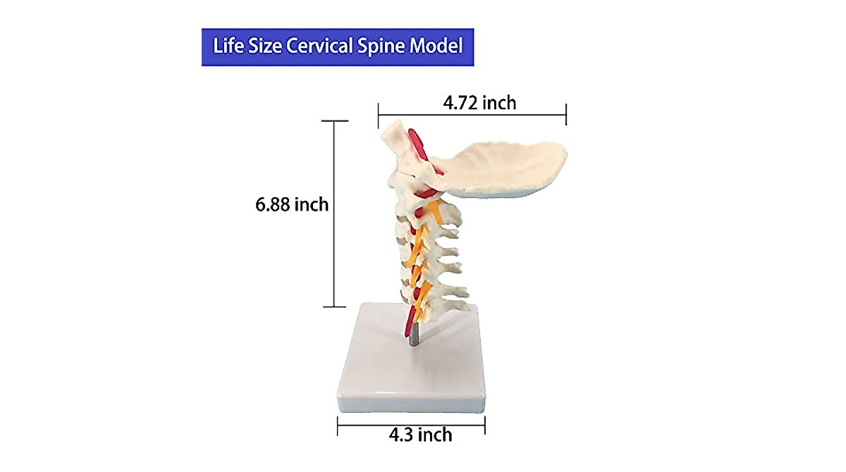 Veipho Cervical Spine Model: Life Size, Accurate Anatomy Aid