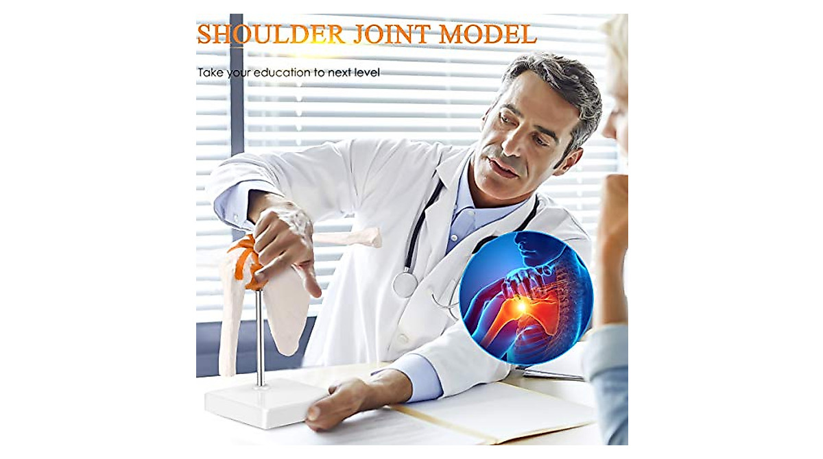 Lyoun Human Shoulder Model - Accurate, Flexible & Educational